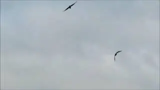 Bald Eagle courtship behavior at McLane Creek