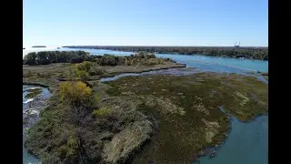 Restoring Fish and Wildlife Habitat on the Detroit River