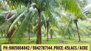 நத்தக்காடையூர் அருகே நல்ல தண்ணீர் வசதியுடன் ஏக்கர் 45 லட்சத்தில் 2 ஏக்கர் தென்னந்தோப்பு விற்பனைக்கு 