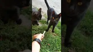Curious cats are eating ice cream