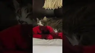 2 Cats So Sleepy...