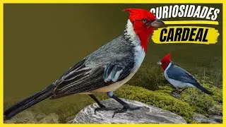 Curiosidades Sobre o 