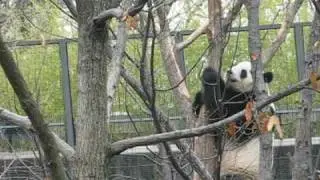 Giant Panda on the Move and in a Tree