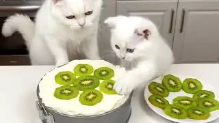 Mama Cat Trims Fur on the Farm and Crafts a Cute Tiger Hat for Kittens at Home