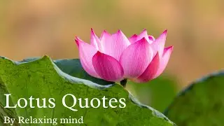 Lotus Quotes I Relaxing mind
