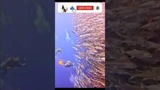 Among the Fishes     #adventureiniran #naturevibes #desertmagic