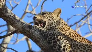 Leopard Secrets