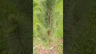 Сосна голубая Фастигиата