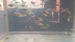 Xenotoca Eiseni fry 5 weeks old