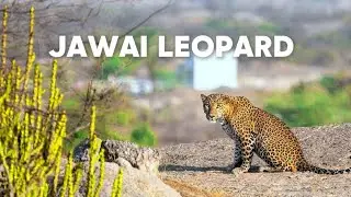Jawai leopard hills rajasthan। Aravalli hills । national Geographic hindi।  discovery channel 