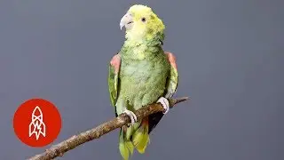 This Brightly-Colored Parrot is On the Brink of Extinction