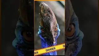 Interesting Facts about Double Wattled Cassowary Amazing Zoo Miami Animals #animals Dangerous Bird