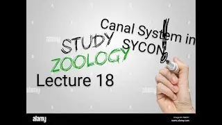 Canal System in SYCON 🔥।। Unit 1 Protozoa to Ceolentrata।। BSc 5th Semester।।
