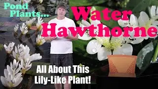 Pond Plants: Water Hawthorne