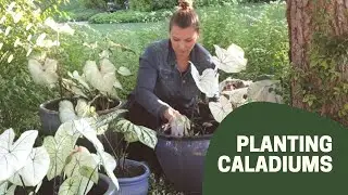 🌱 Planting Caladiums ~ Container Planting Under trees ~ Y Garden 🌱