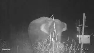 Asian elephant approaching beehive fence in Thailand