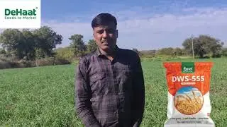 Dehaat  wheat 555
