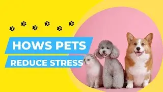 How your pet can reduce your stress levels!