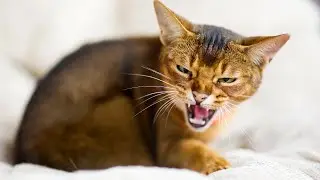 Fascinating Facts About Abyssinian Cats That Will Amaze You | Factanonficta #facts #abyssiniancat