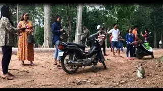 Wow, Amazing smart monkeys meet beautiful tourists near Angkor wat temple to get some food