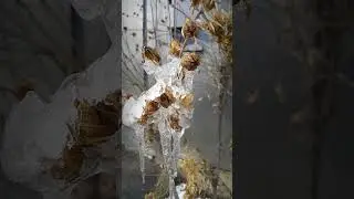 Плакала сосулька, роняя голубые слезки. / The icicle cried, shedding blue tears.