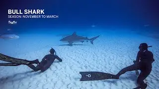 Pranamaya Freediving with bullsharks - Mexico