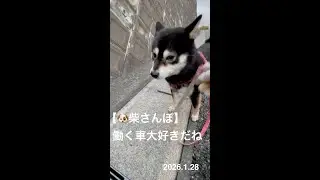 【働く車,大好きだねツバちゃん】🐶【柴さんぽ】（26.1.28）【しあわせを知った柴犬のお話し】