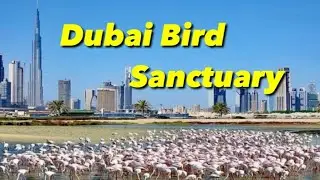 Flamingo 🦩 park DUBAI, Wildlife Sanctuary, DUBAI, UAE 🇦🇪