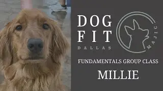 DogFit Dallas MAJIC Fundementals Group Class