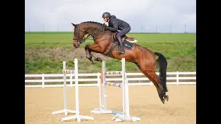 FOR SALE - 2015 gelding by Verdi - KISSINGER training