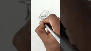 How to draw a Sparrow #shorts #art #youtubeshorts #drawing