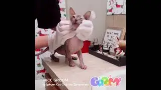 Sphinx's Favorite Cleaning Products - Pet Anti-itch Gloves