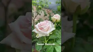 Rose#Sweet Dolomiti
