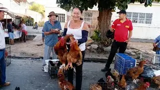 Feira de Galinhas🐔 Santana do Ipanema-AL @oparaiso7978 #oparaiso 