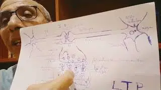 relation :m&eacute;moire, apprentissage,potentialisation &agrave; long terme (LTP ), plasticit&eacute;  et &eacute;pigenetique.