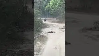 Episode 3: Bike Suddenly Face Tiger 🐅 | Tiger Encounter on Jungle Road at Jim Corbett Phato Zone