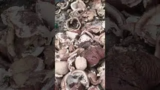 preparation of cold pressed coconut oil in telugu. #telugusongs #song #oil #coconut