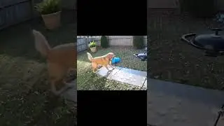 Backyard Camera Caught Strange Scene