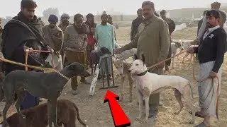 Shekar he Shaker Attock Shaker New Black Pig Shaker Dogs 30-12-20 19  Layyah