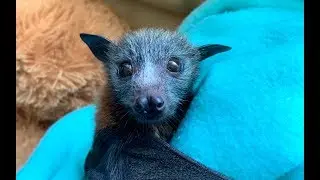 Cranky little orphan flying-fox:  this is Hugo