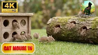 Cat TV Mouse Hunting 🐭 | One Mouse Chase Cats Never Ignore 4K