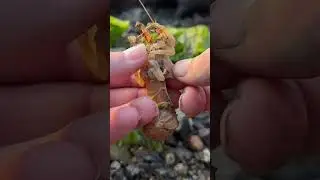 Parasite Removed From Barbara the Shrimp SATISFYING ASMR #shorts