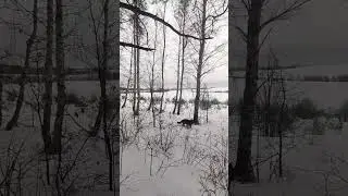 Winter forest #german_shepherd #мойпитомец #немецкая_овчарка #собака #my_pet #strawberry #nature