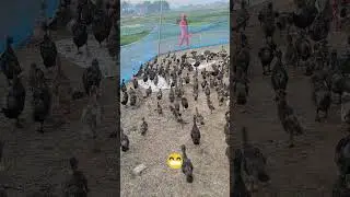 Ducklings Feeding Time 🦆✨ | Satisfying Duck Farm Video #duckfarming #ducklingsduck #duckfarm