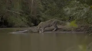 Crocodile or leopard