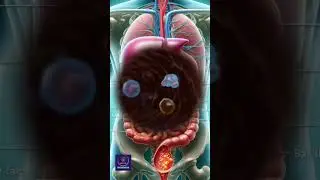 Role of the Liver and Gallbladder in Fat Digestion | Digestive System Function