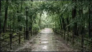 Relaxing Forest Rain at Dusk | Ambient Leaf and Rain Sounds to Help You Deep Sleep Better Naturally