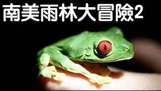 【昆蟲擾西上課了！】紅眼樹蛙 凱門鱷 蠍子 蜂鳥 樹懶 數不完的超酷南美雨林物種 哥斯大黎加2