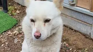  #유기견 진주#고맙습니다 #감사합니다 