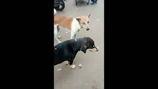 🐶 Dog Vlogger Mobile Camera Video 07 | Cute Pet Adventures Captured on Phone 📱